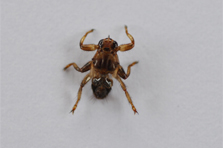 Louse